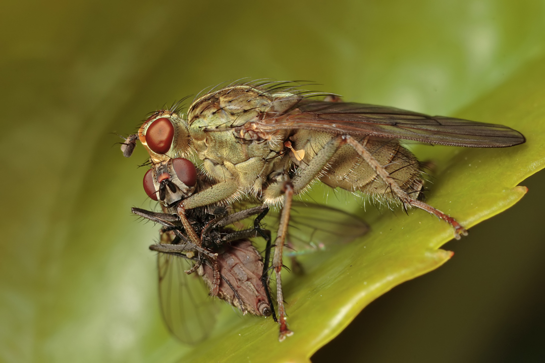 Dung Fly with Prey